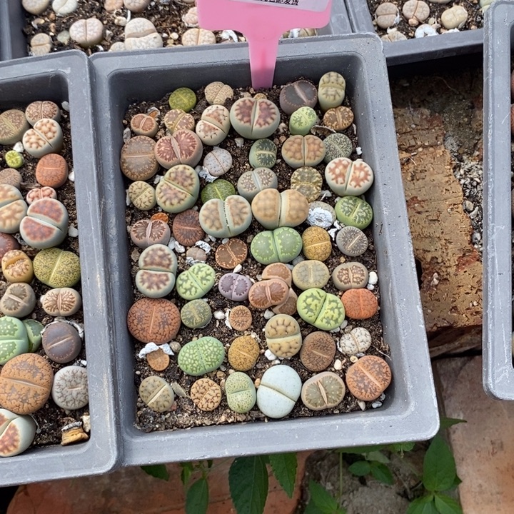 想***鱼生石花的季节到啦878