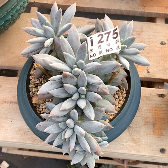 瘦体哥特大群带缀化275  需延迟发货退款拉黑