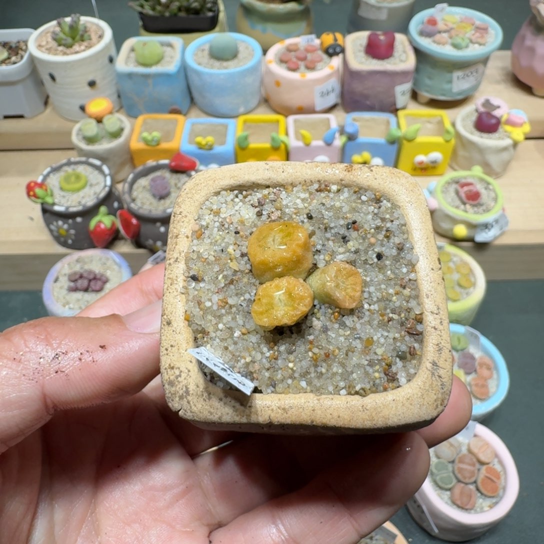 红陶蘑菇363烧卖