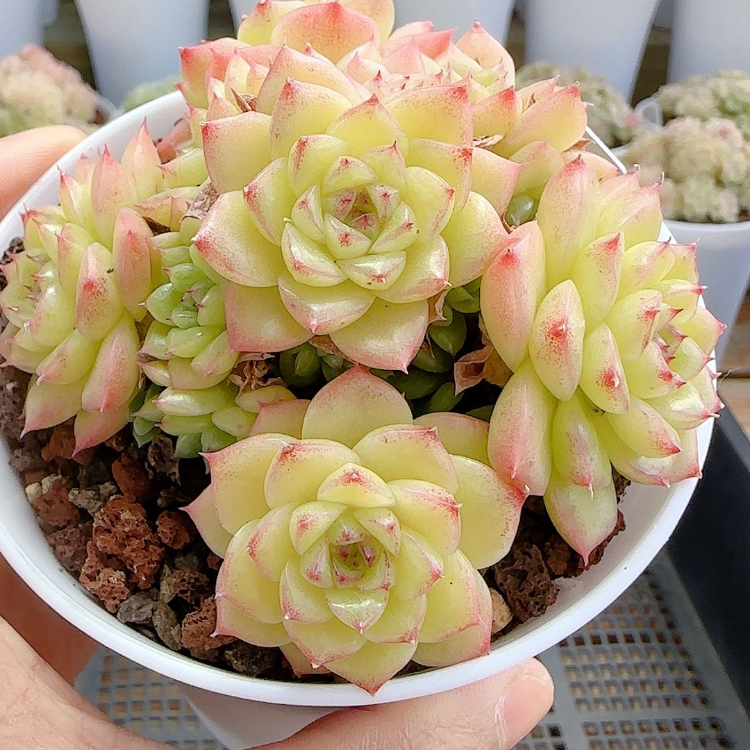 1127-24（ttp-147）优选