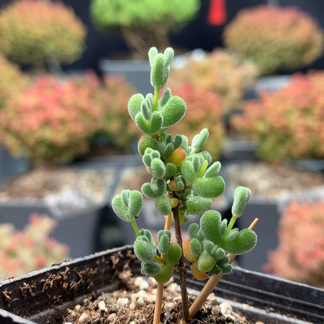 B094莱斯枝干番杏