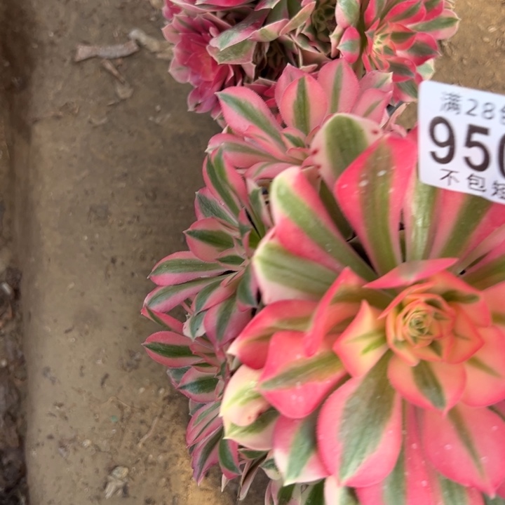 组合多肉植物法师9502