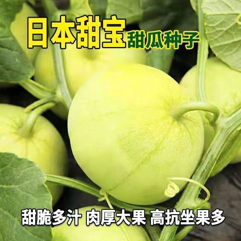 日本甜宝甜瓜种子薄皮香瓜种籽甜瓜种瓜种子露天大棚基地种植瓜种