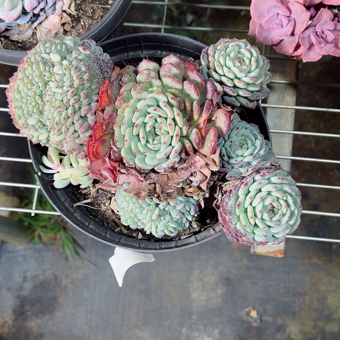 白胖子缀化大盆整桩