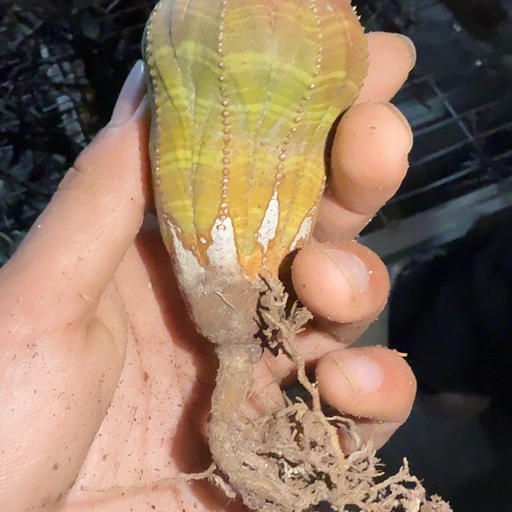 蒜***L多肉植物多肉植物