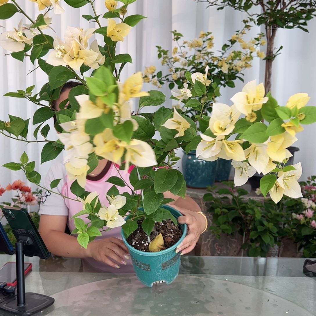 当前无花栽培后可以开花苏瓦那带竹一棵