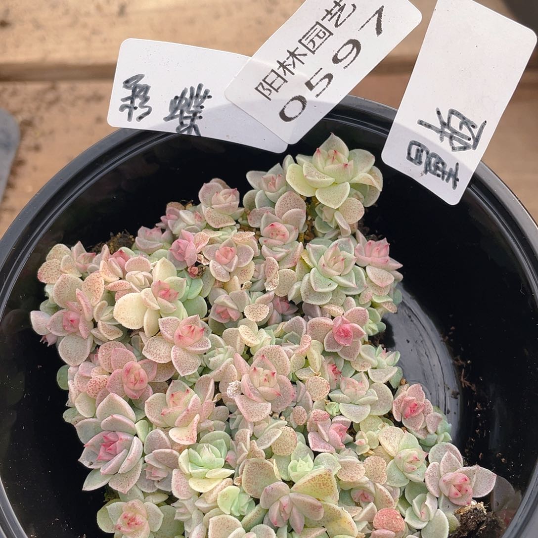 量拍多肉植物多肉植物597