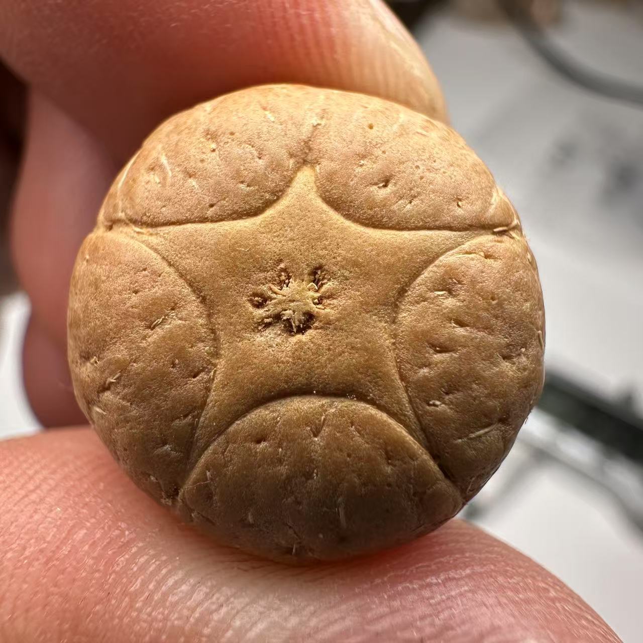 尼泊尔五星菩提，尺寸19，sss系列，货号66