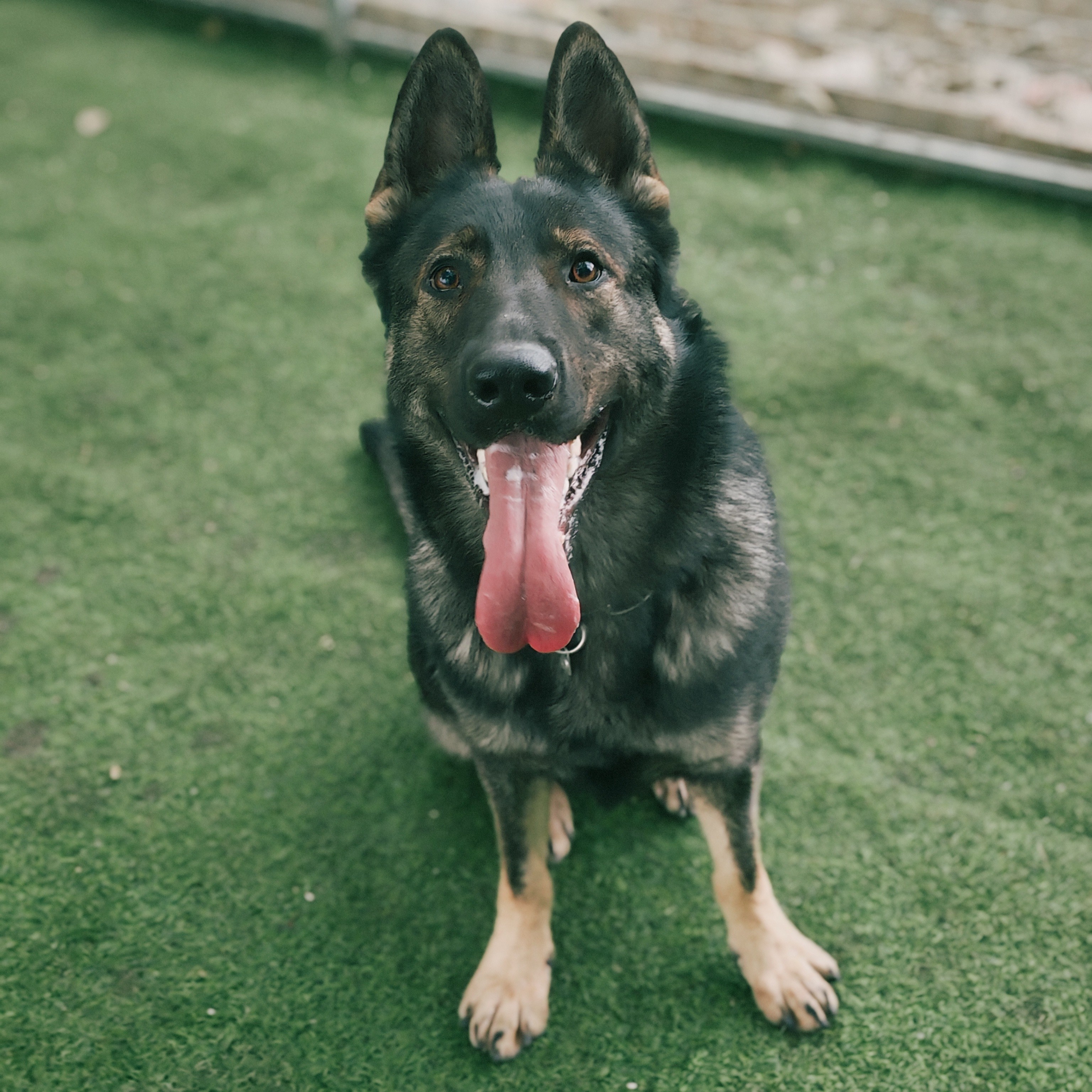 上海车界犬哥（东德牧羊AK儿子找朋友）