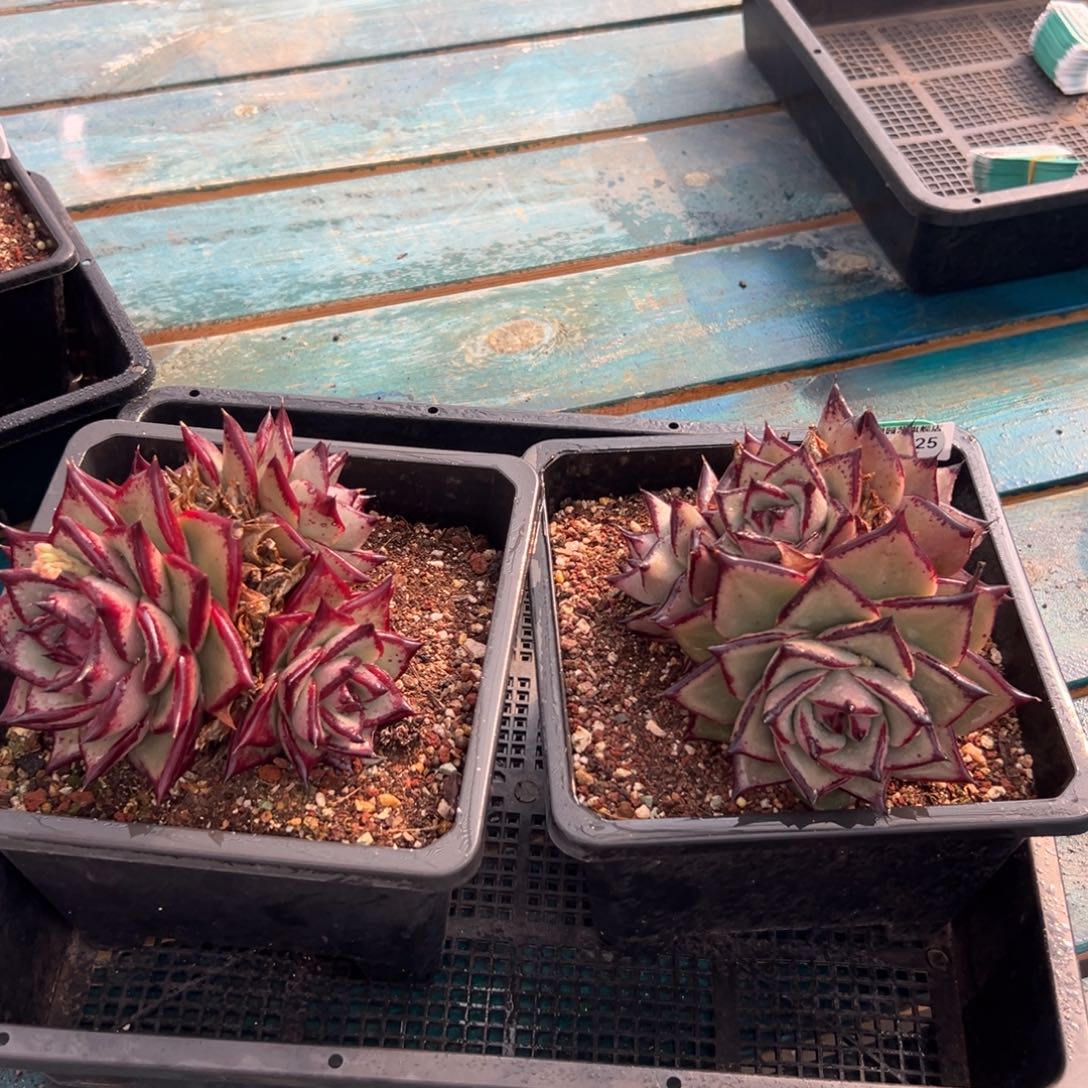 多肉一物一拍0125-125