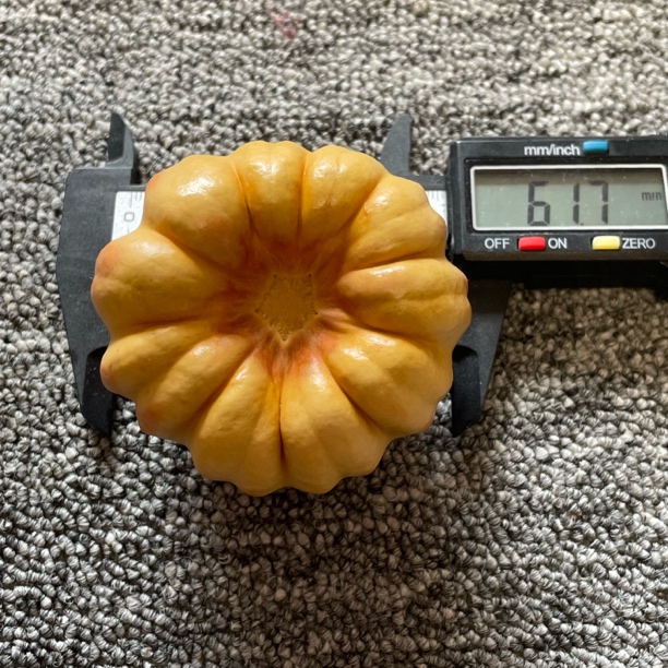 保养的，两年墨西哥葫芦，稳定不会再开裂，尺寸看图