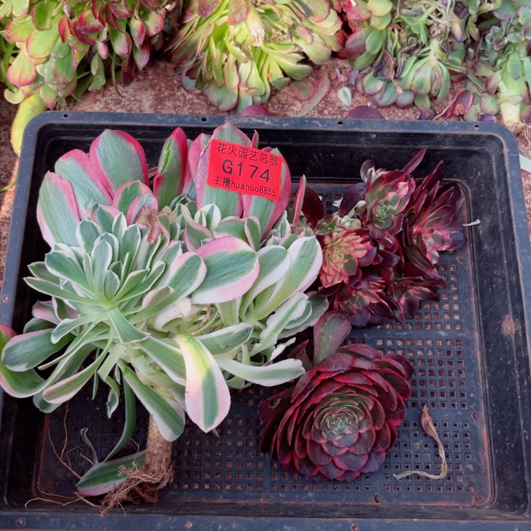 组合174多肉植物