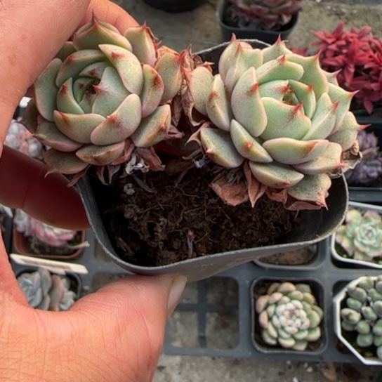 105笨吧多肉植物多