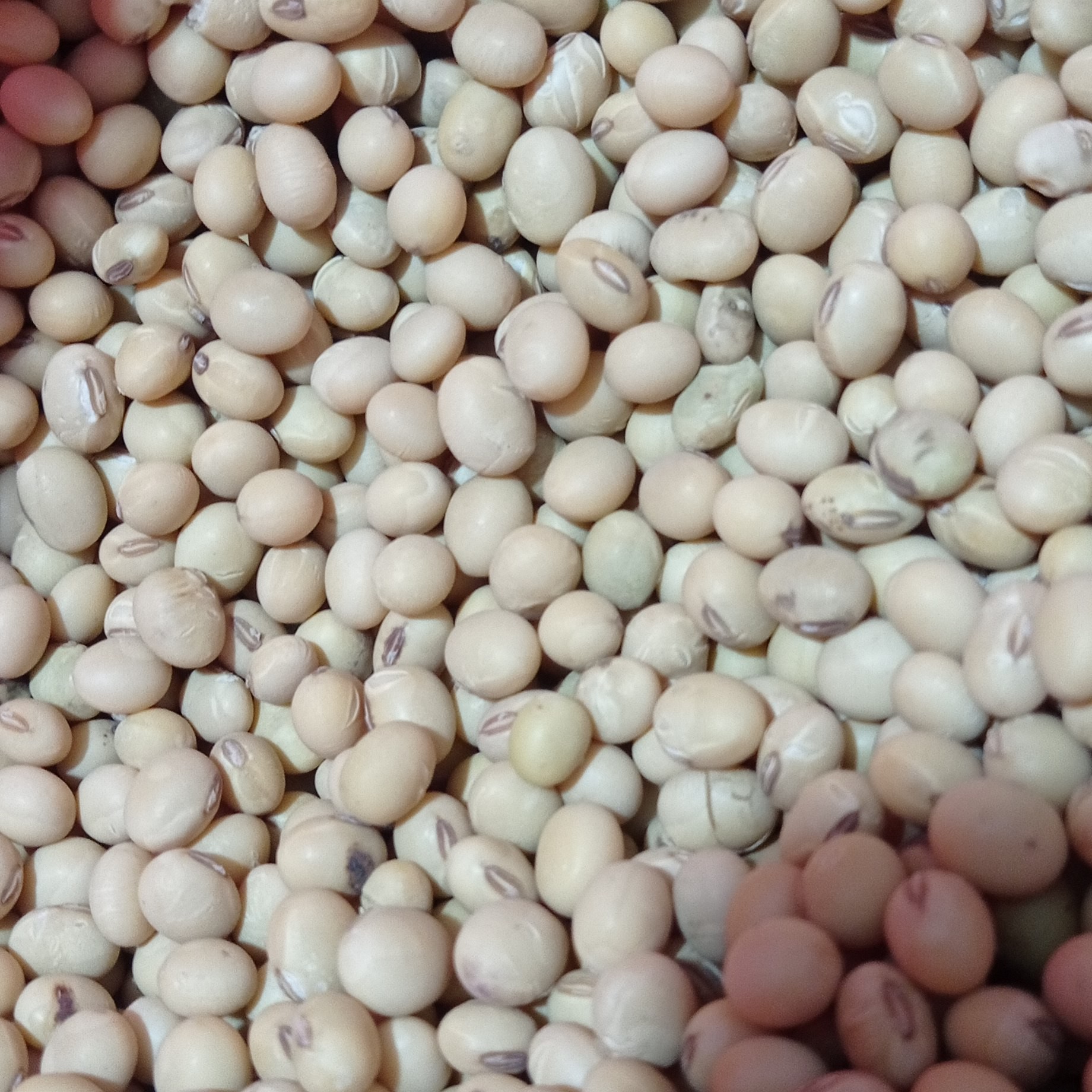 宜昌山区农家自种本地黄豆