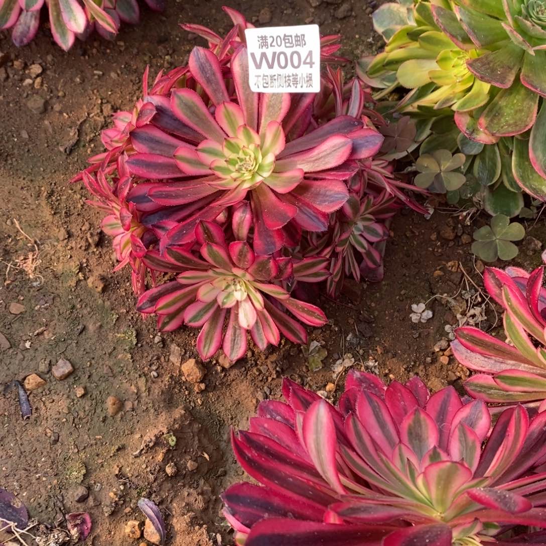 004月亮女神多肉