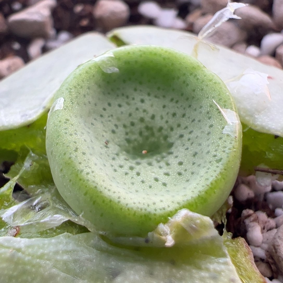 186。青蛙优选1427凹脸小酒杯