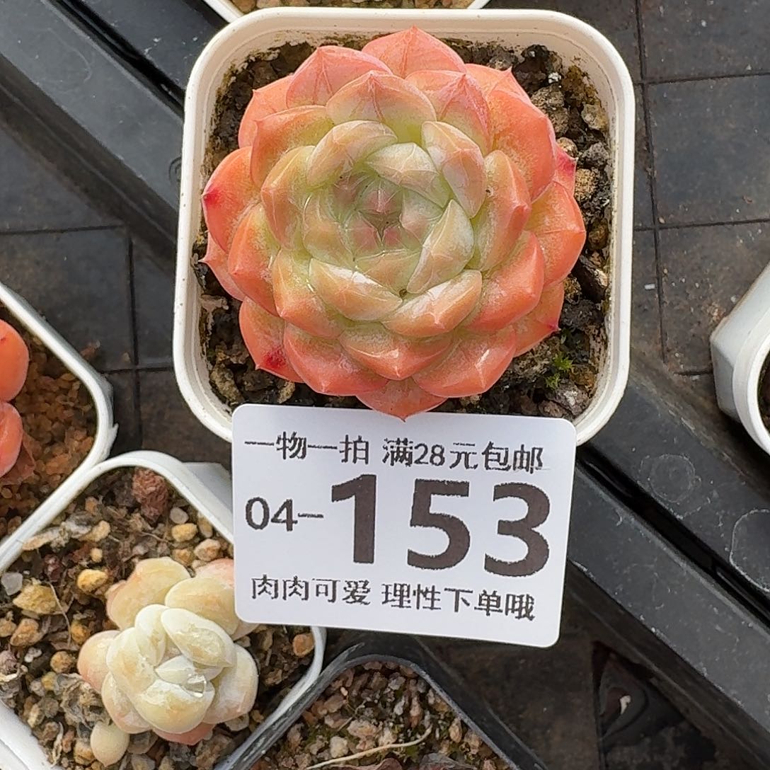 优选珍妮无盆土发货无