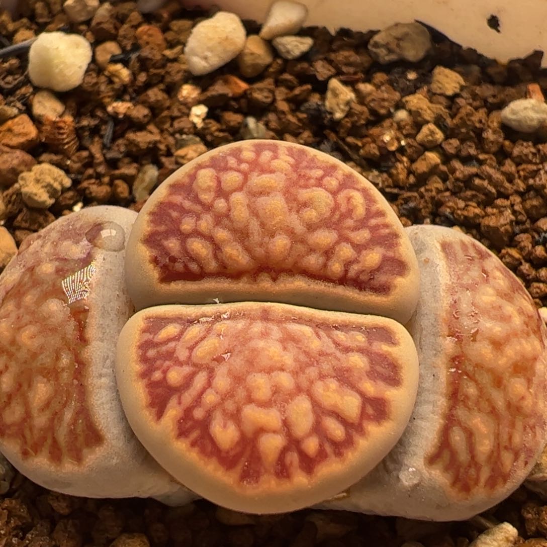 莲花菊带盆多肉植物百科