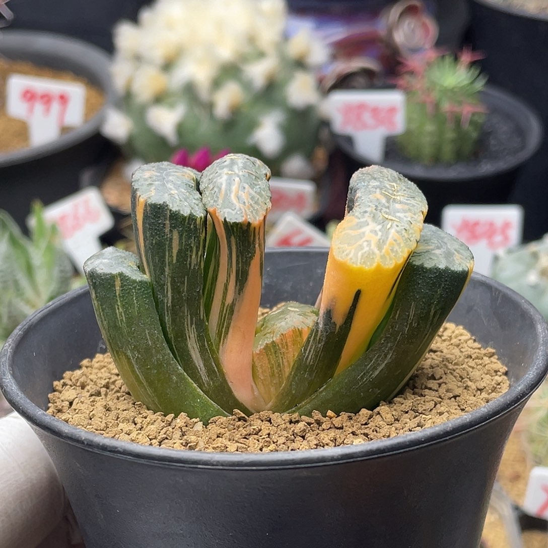 实生玉扇锦 致远多肉