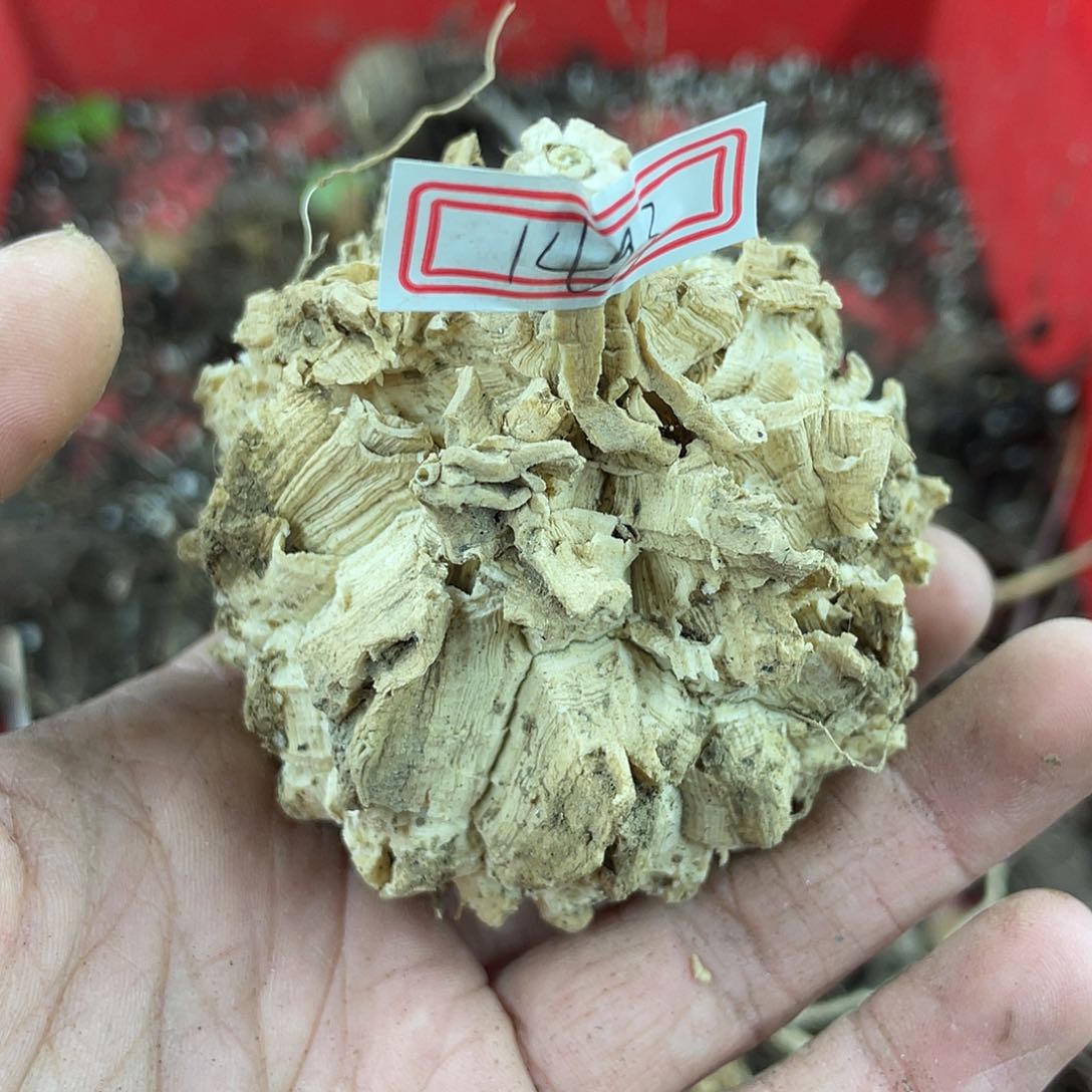 龟甲萝藦一物一拍1493号7cm