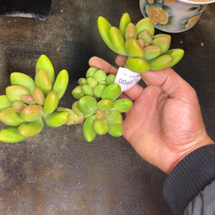 离***天多肉一物一拍6873