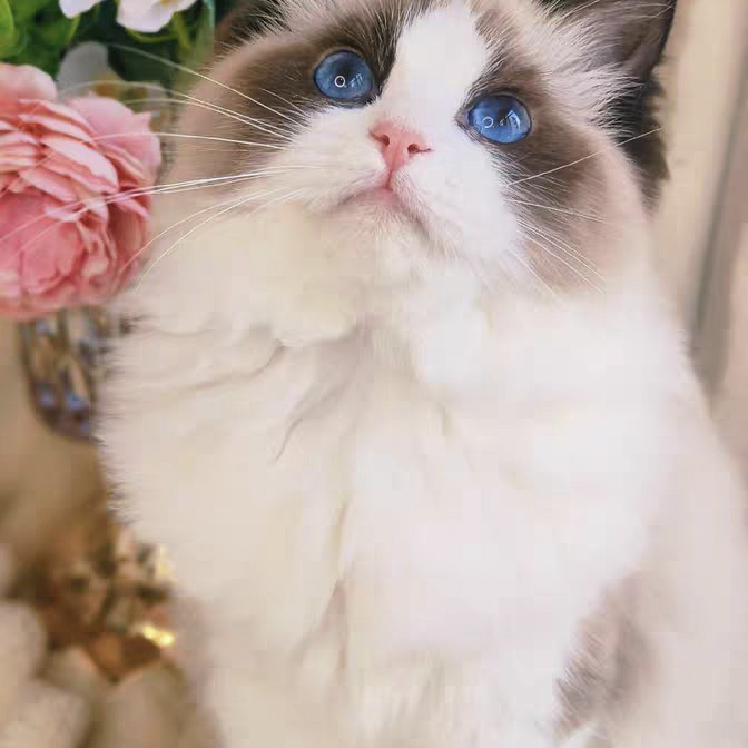 经典海双布偶 猫咪活体