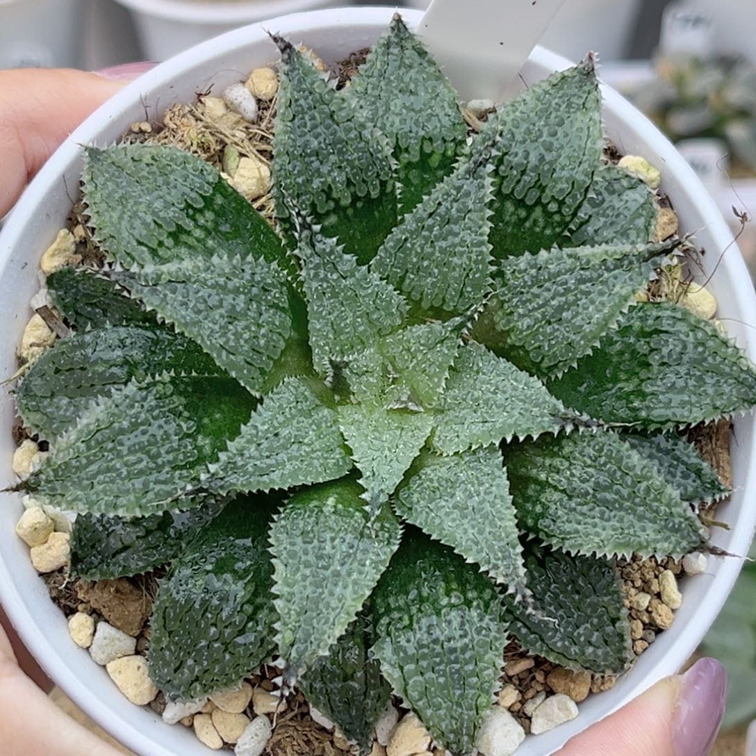 80莫瑞莎福利专场