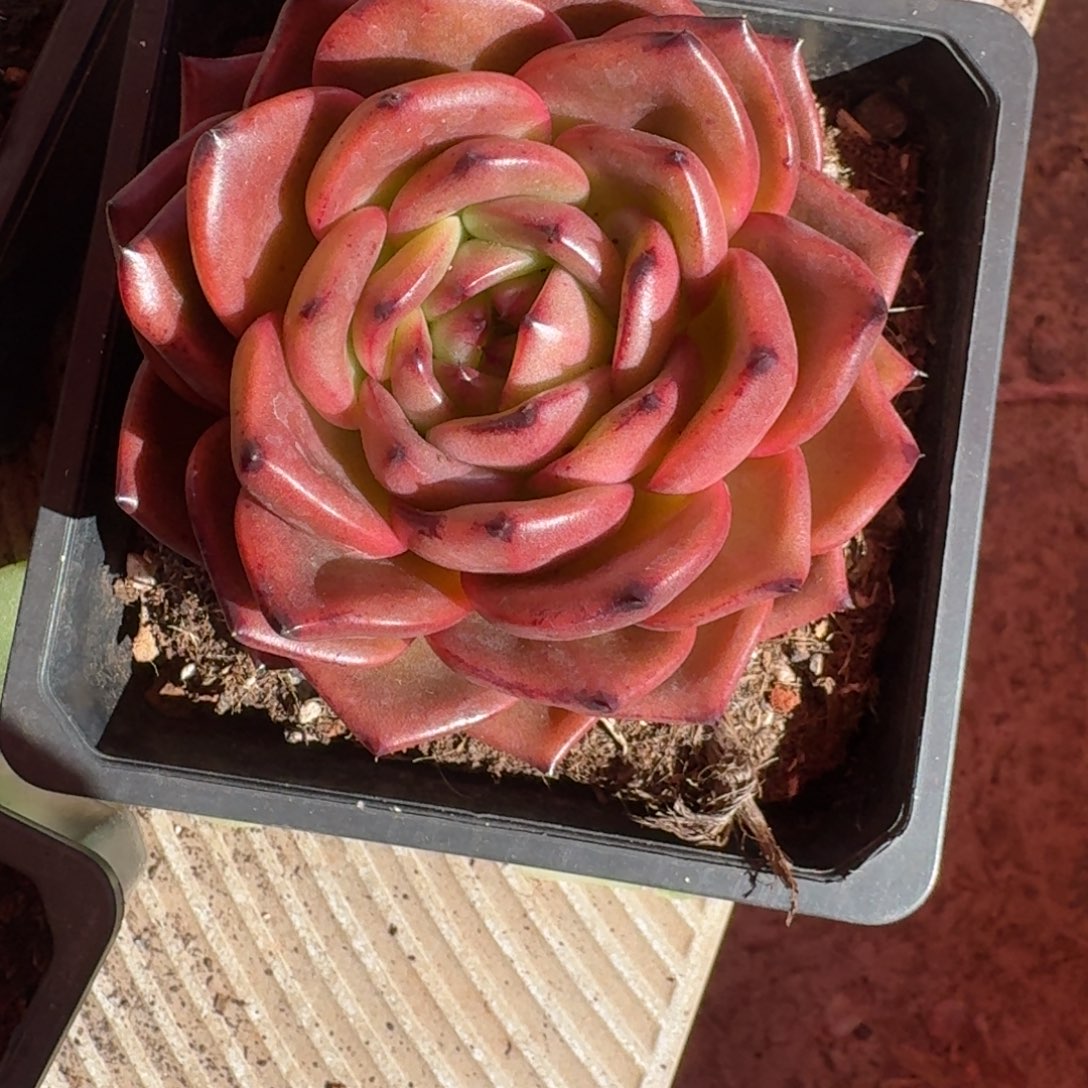 专拍链接多肉精品红