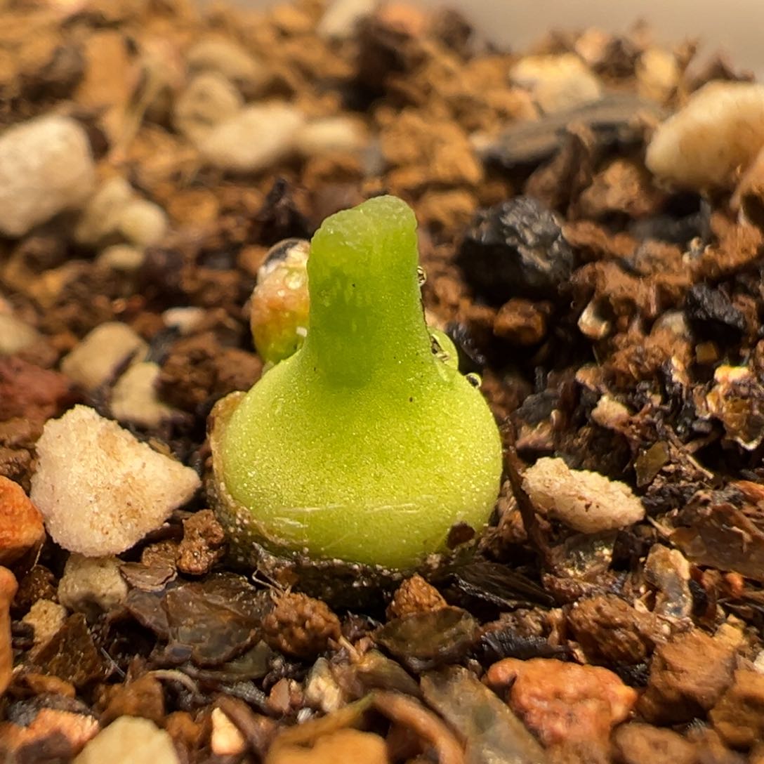 70多肉植物百科葫芦
