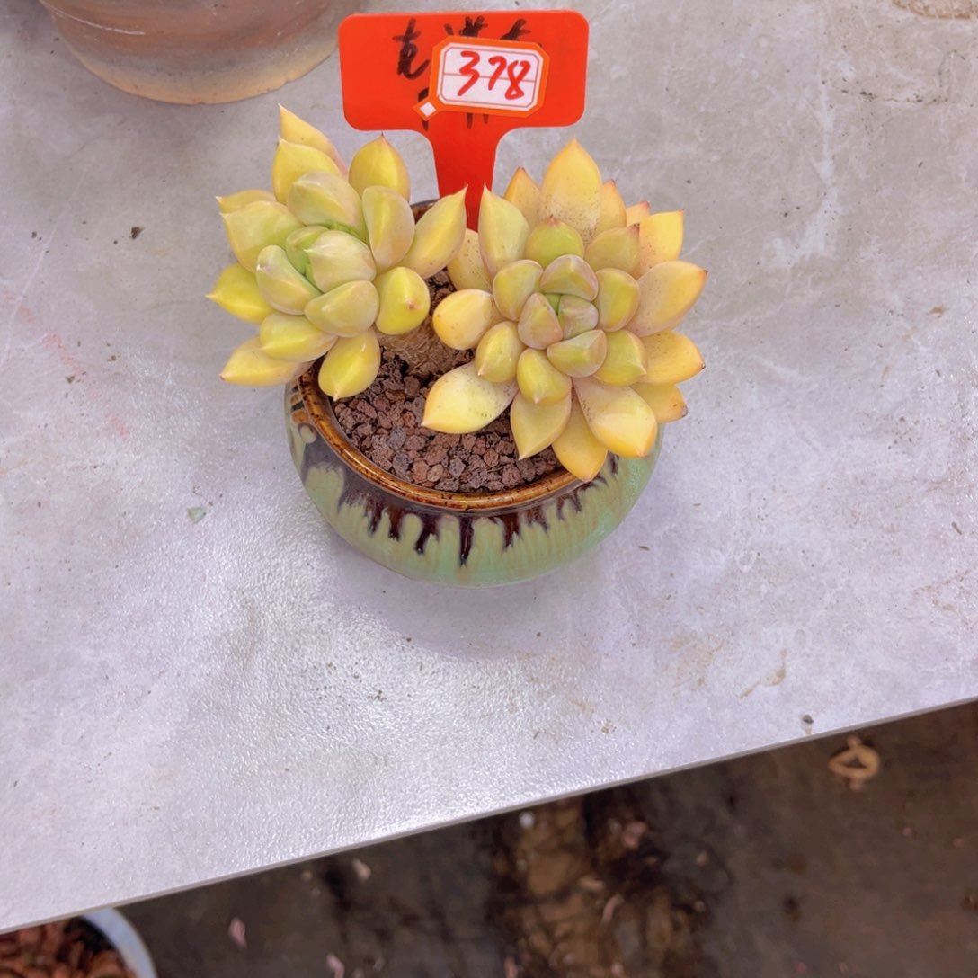 海****）象牙378多肉植物