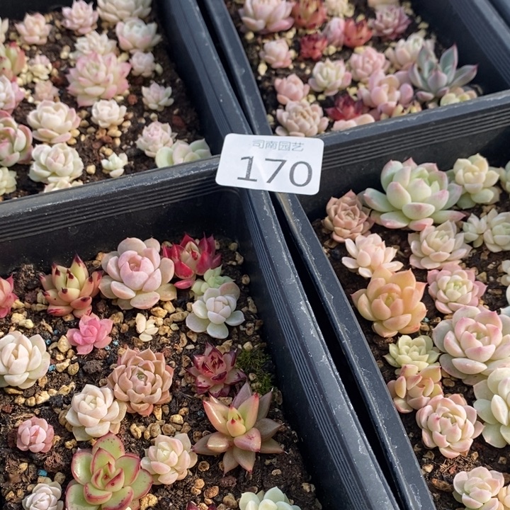 170 多肉植物盆栽花卉