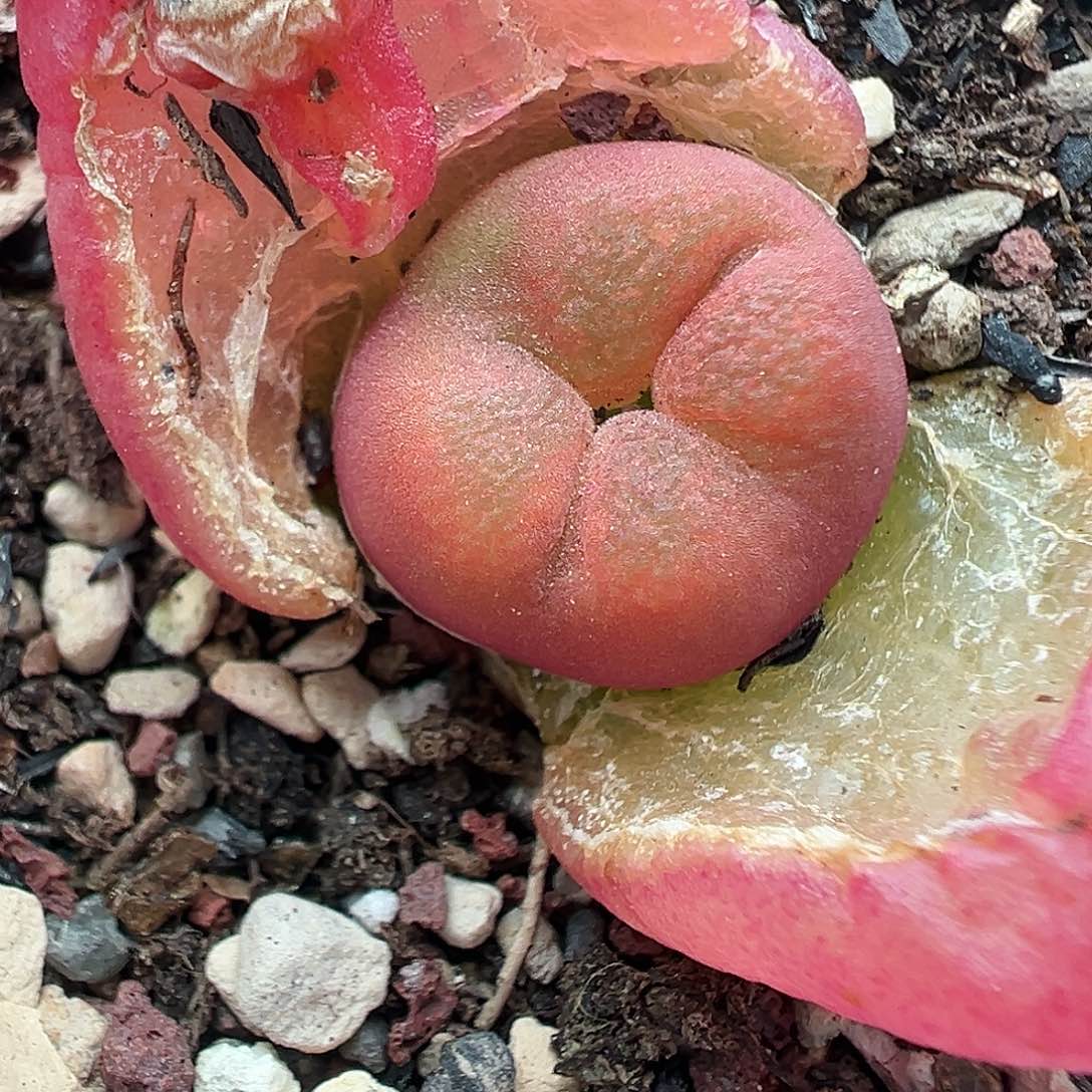 274水蜜桃缀化带盆土发货