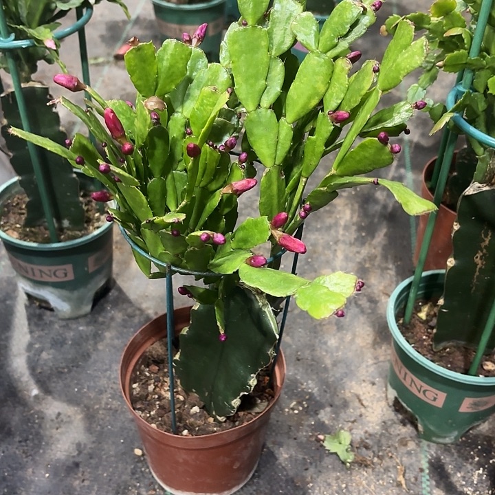 全部花苞红莲蟹爪兰