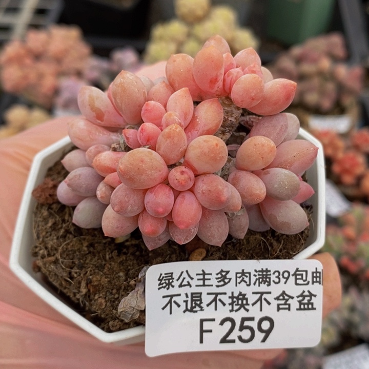 婴儿手指5cm259多肉植物