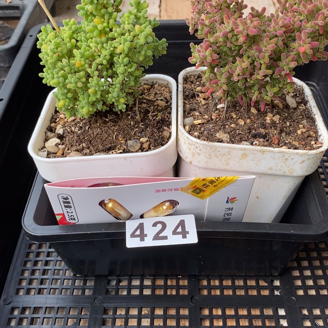 枝干番杏多肉植物424