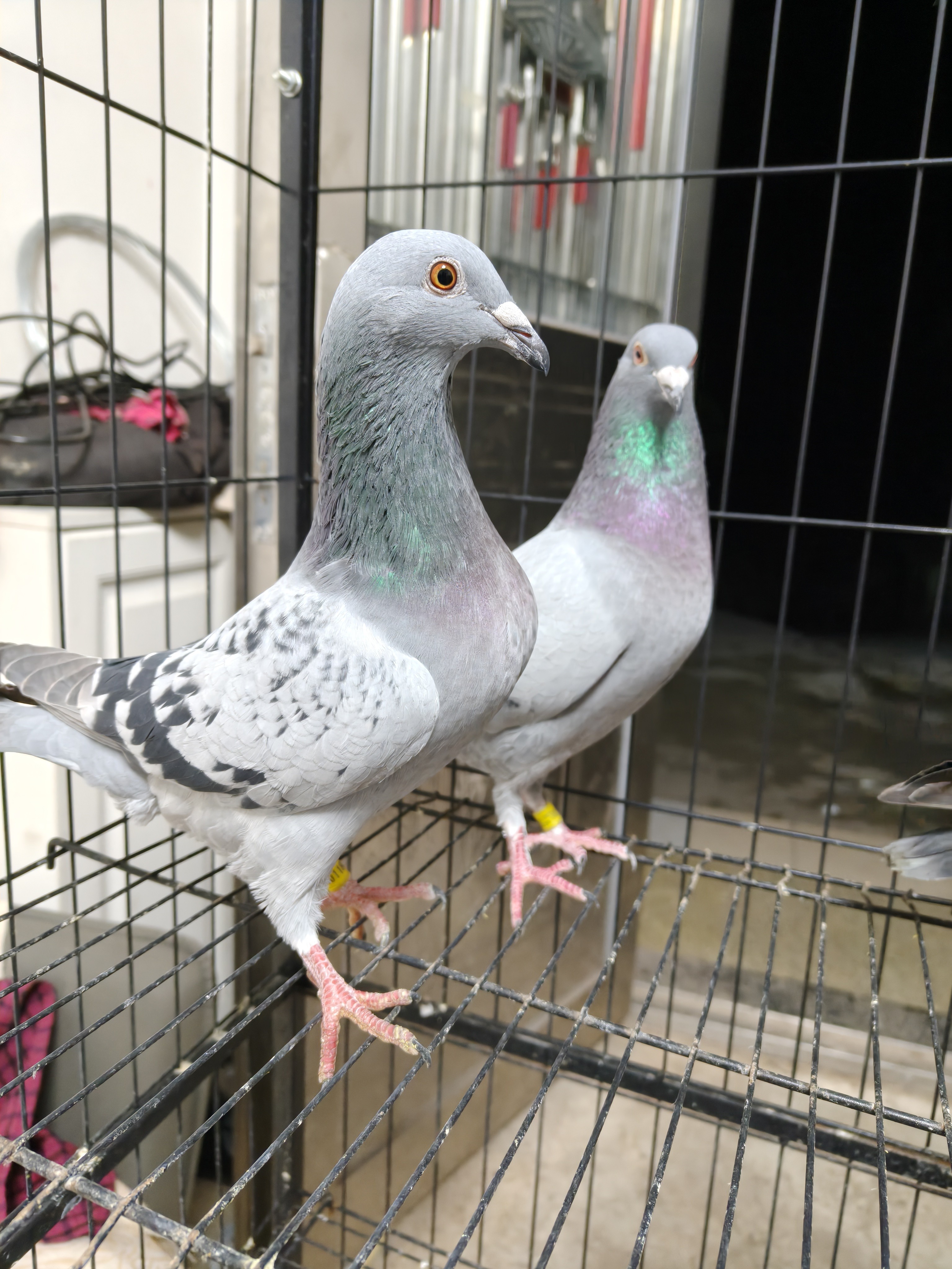 种鸽信鸽肉鸽青年煲汤生鲜一对