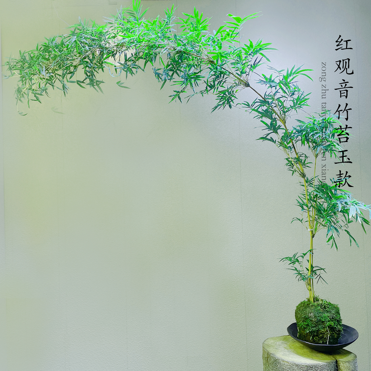 （一物一拍）红观音竹禅意绿植室内桌面水培造景好养