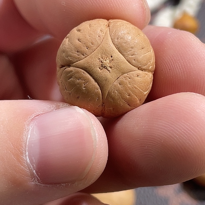 亮***吊坠凤眼菩提尼泊尔小凤眼