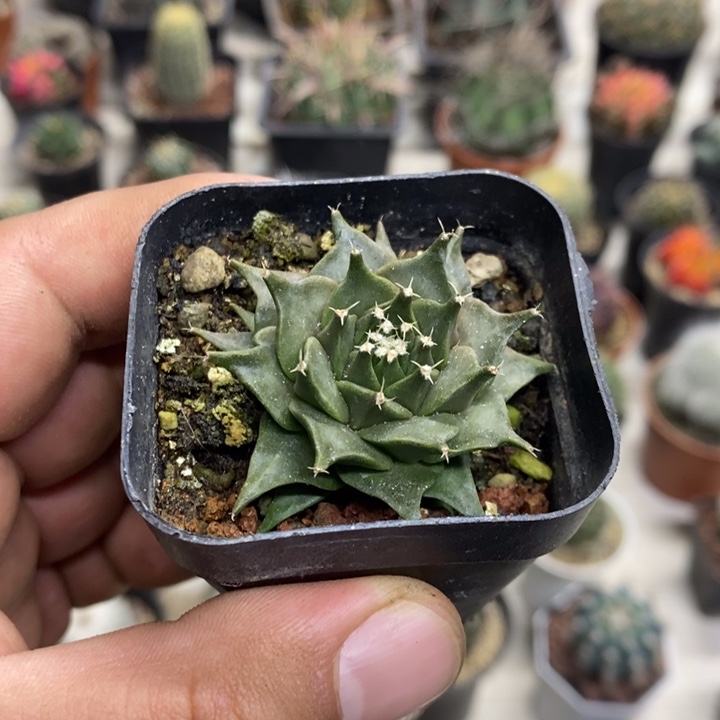 实生蒂冠特价福利