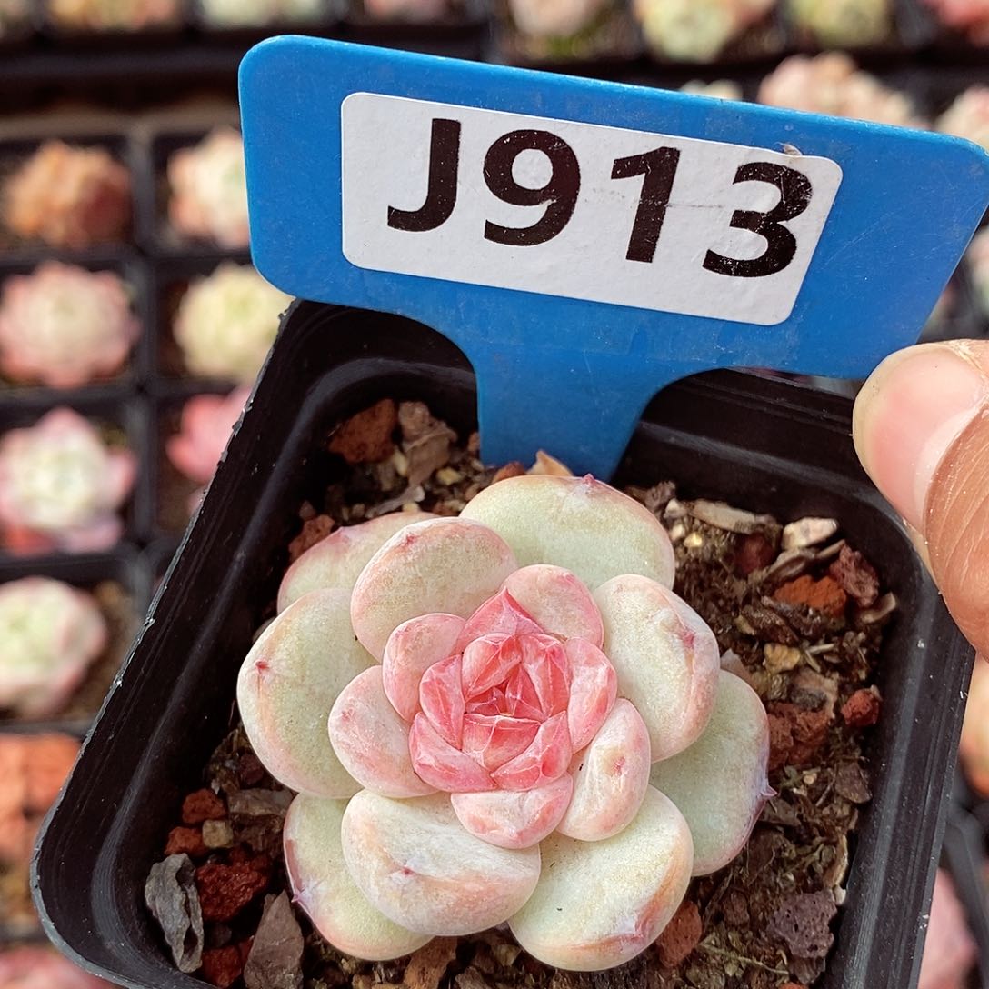 福利5cm左右多肉植物