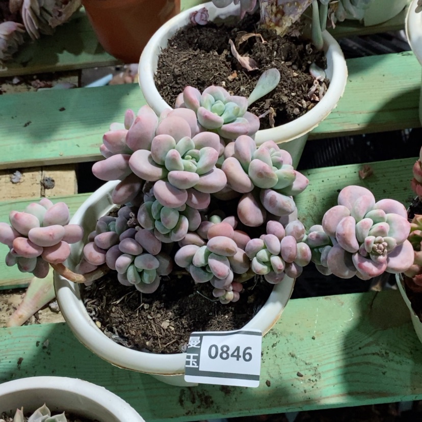 【闪购商品】红洛神0846