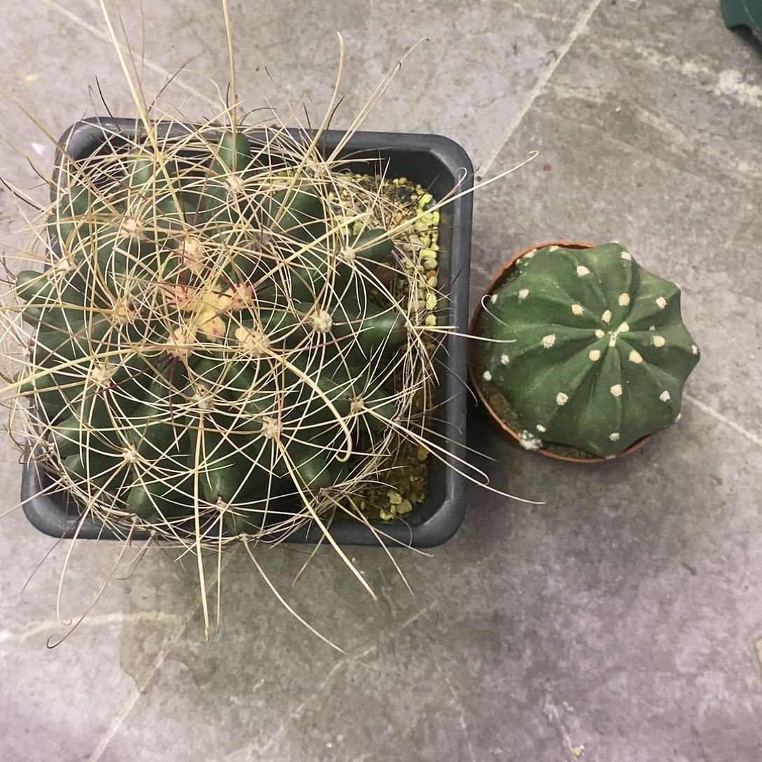 乐****一物一拍一棵仙人球