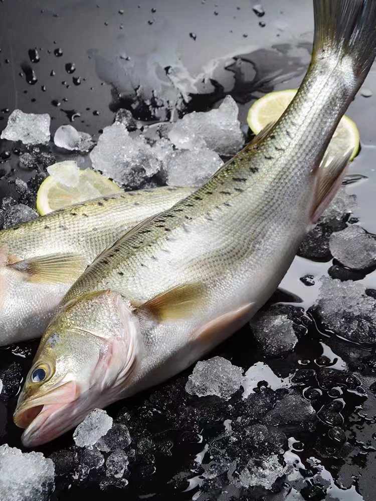 日照发货 4条海水鲈鱼单条1.1/1.3斤 顺丰运输