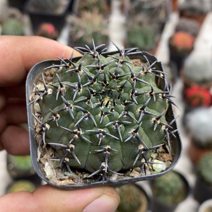 实生黑刺凤头特价3