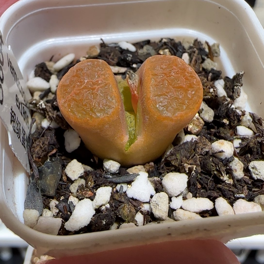 肉锥多肉植物百科25-超级蛋糕598