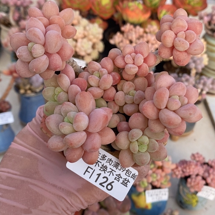 鱼子酱老桩10cm126多肉植物