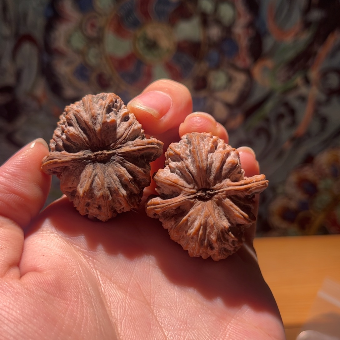 乔***圈木质36尺白狮子全品