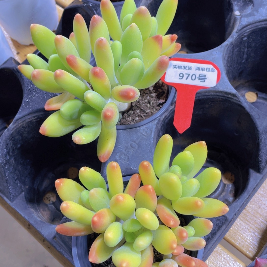 970号 老桩金蝉多头群一个