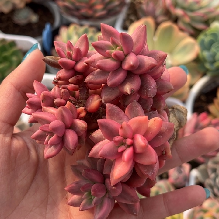 黑美人锦群生一颗价格