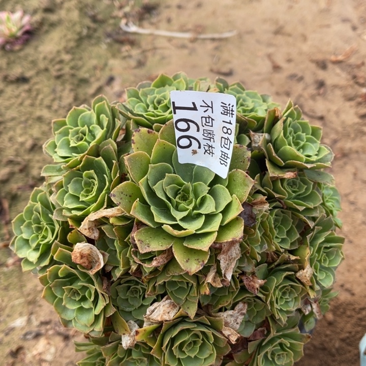 166绿玫瑰手捧3法师